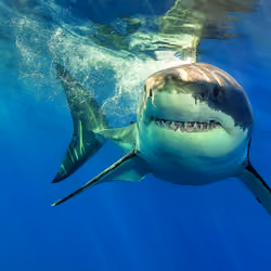 shark