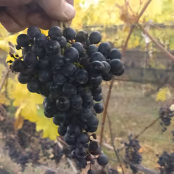 Merlot 