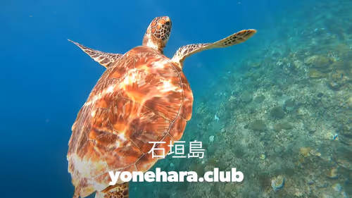 Item #93917210928009552265570427413341546020590352631026157694666951332945155063810 Media