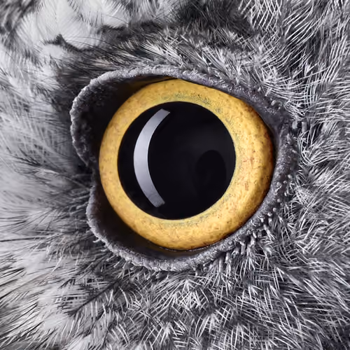 eye