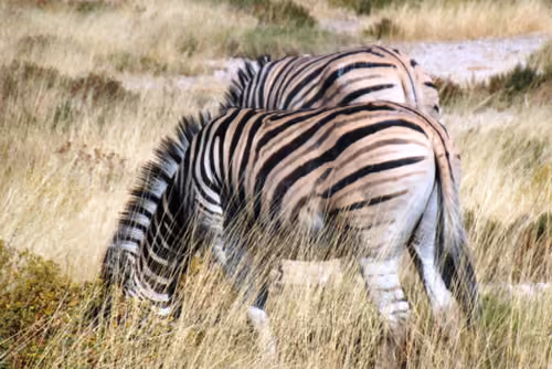 Item #63682710319350624094838254905178259750397388884382720926864962533214113497089 Media