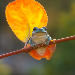 frog on a branch