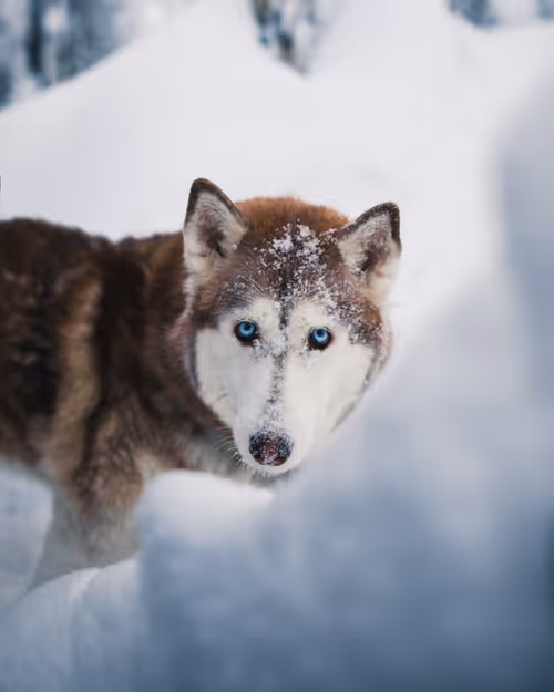 Item #85137439897558800446681939847979956921112818192745958846838338946864829693953 Media