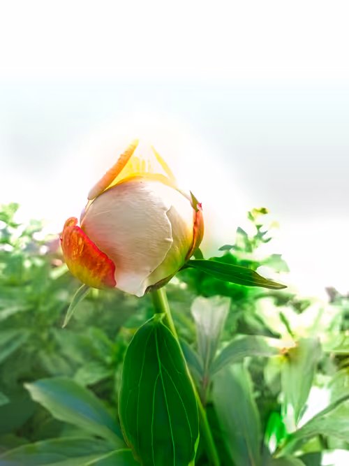 Item #93053345954396449184125693441989771853950921288224263024317593497888771538945 Media