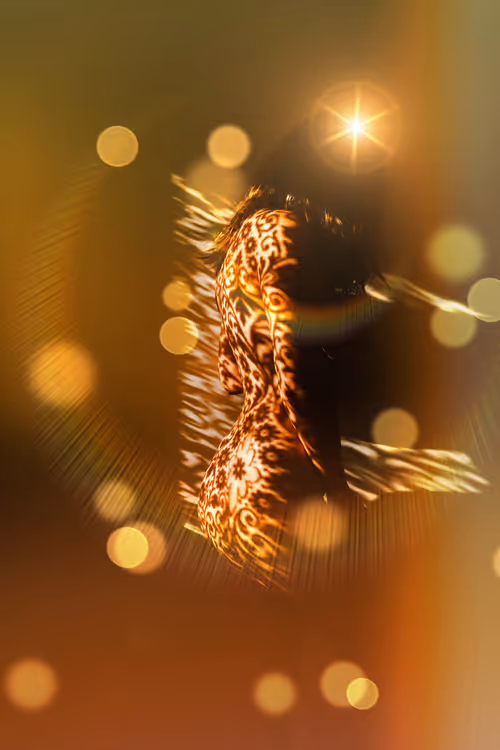 Item #40498021365110625873163859620955492987361950717153146364459205450742443802625 Media