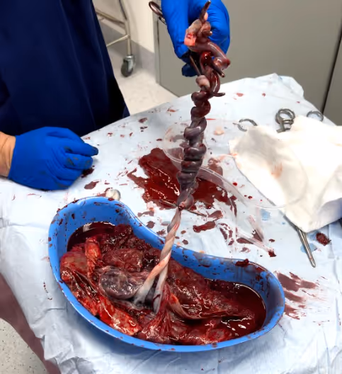 Item #2529133591956882598148239903017273800410949867267906272500891843937548894209 Media