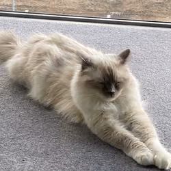 Cat 29