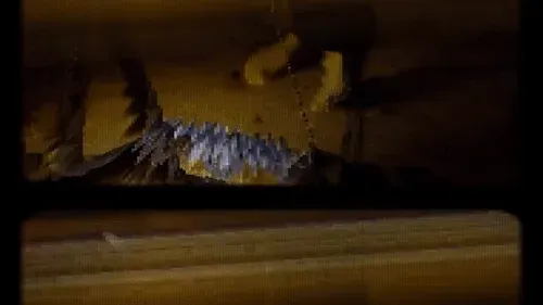 VitaminSEE: Non-Poisonous Propaganda