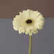 Flower Postcards