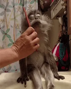 Cuteness Collection