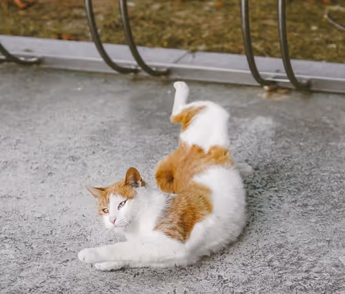 Item #24074374014053992781103256032761145358383794061686813116604600836740182179841 Media