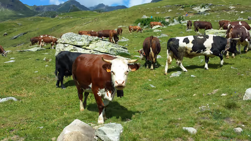 Item #41710495051253728513417233930932535486620982001984973039439061907418558496769 Media