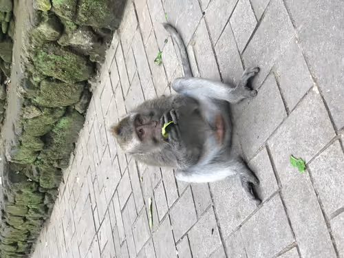 Item #87609363842710465991682086975489356954214862869006387514816886312141479477249 Media