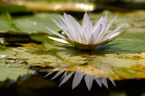 Item #15286439154353413258560728673590493507949724092509999987352069802946470084609 Media