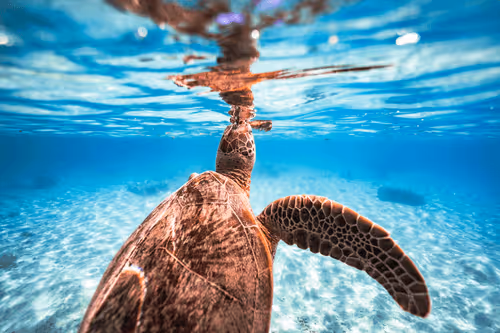 Item #99926930229538675438917090631619995362212113699001151744757174482622897717348 Media