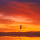 Aesthetic Realities