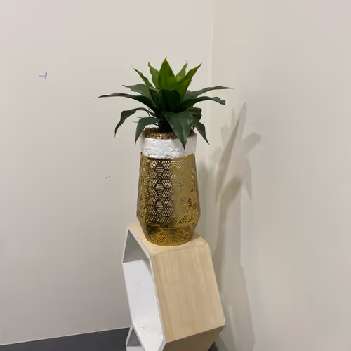 Untitled Collection 36965880