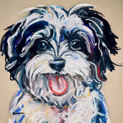 Maltipoo #3 of 4