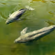Phocaenoides