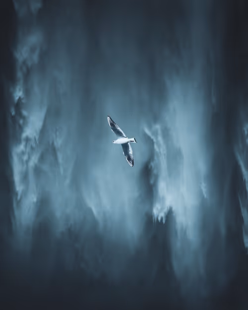 Item #3675481411317596523649091696801759419370078050223984411814034767897249710081 Media