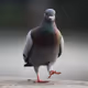 The dove that could