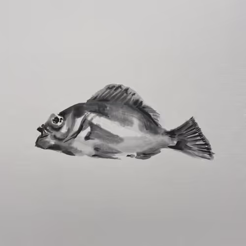 #rockfish2022
