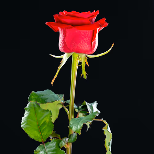 Love is ... To give from the heart. Red rose.