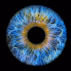 Colorful IRIS #17