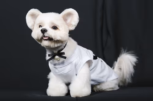 Item #21607923784025543658024067331009769919395041958272689574271021084777505619969 Media