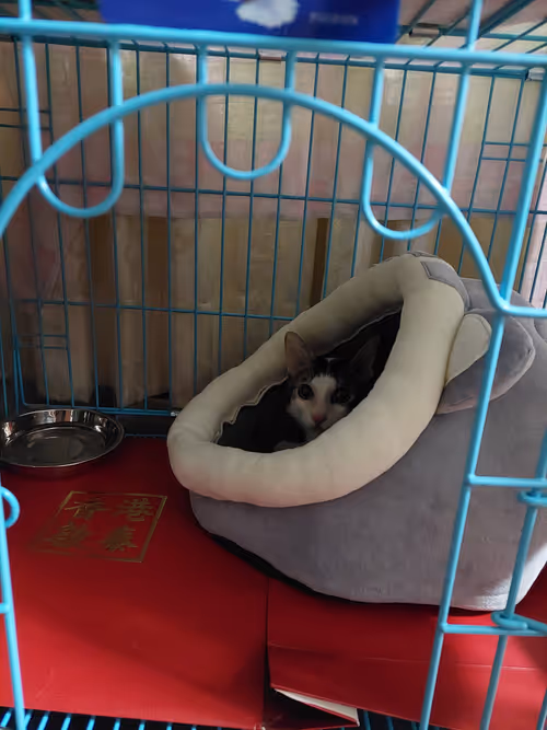 Item #99936926881834722245494880846447902772970396691943269501904837324201139372033 Media