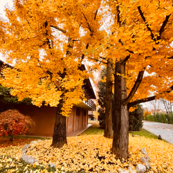 68021680421370609917971695803708180506045537231368972803899735109814697590785