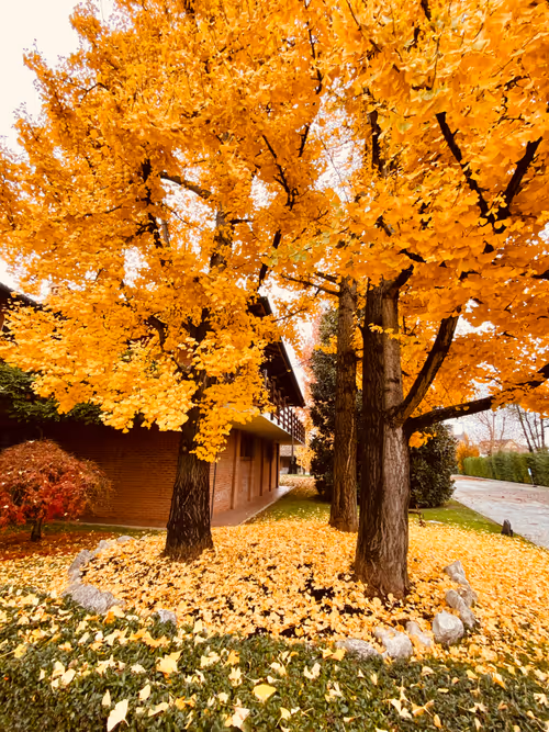 Item #68021680421370609917971695803708180506045537231368972803899735109814697590785 Media