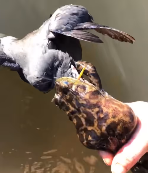 Item #34782933072556781005072328664019141013375820363824966439583825326086754926593 Media