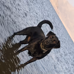 the legendary bear 