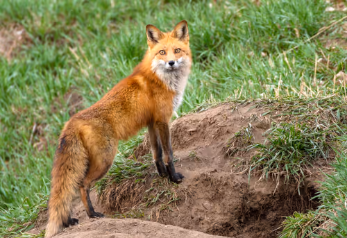 Item #19207338348144225692080396183640865546201068415206893468727031795890280988673 Media