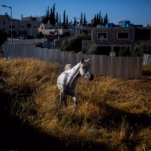 White Horse Yellow Grass