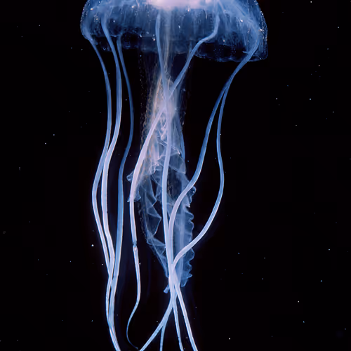 Invisible Oceans by Peter & Chris Parks