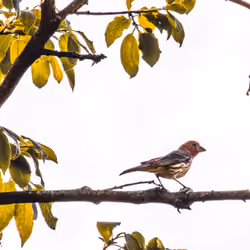 Finch 