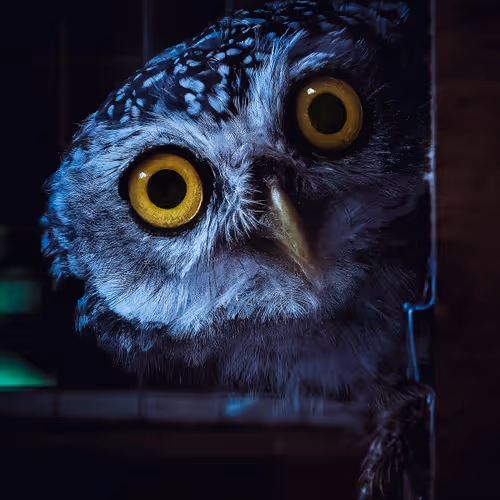 AndySmithImages101 Collection