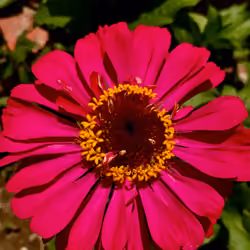 Common Zinnia
