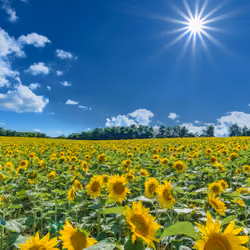Sun&sun Flowers