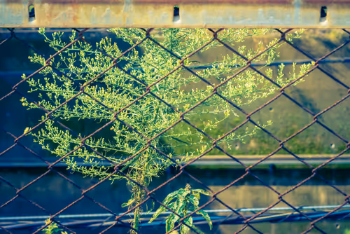 Item #87724672545568216492349628543176573267958151988335217142690977322416436412417 Media