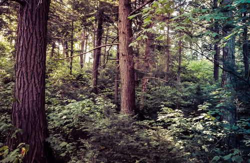 Item #78614967916850878758896281278088562819031429561597845143063368121254991101953 Media