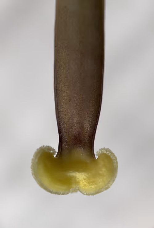 Item #101798116254510798330486236990451841615541533753866395116378150699310577090561 Media