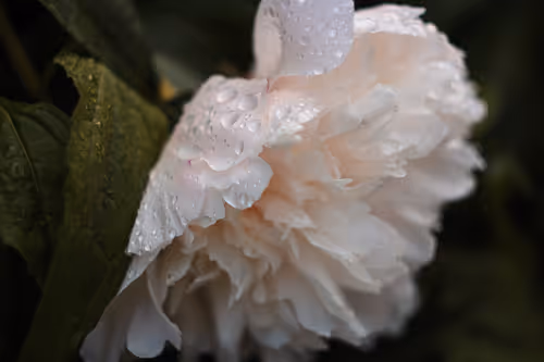 Item #54782985974607347148720532699414835129345073352407786523574901512130898427907 Media