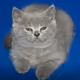 greycat1 Collection