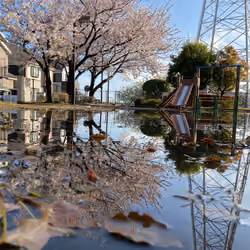 桜－SAKURA－