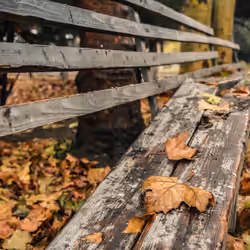 Fall