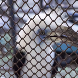 photo #4 Cage