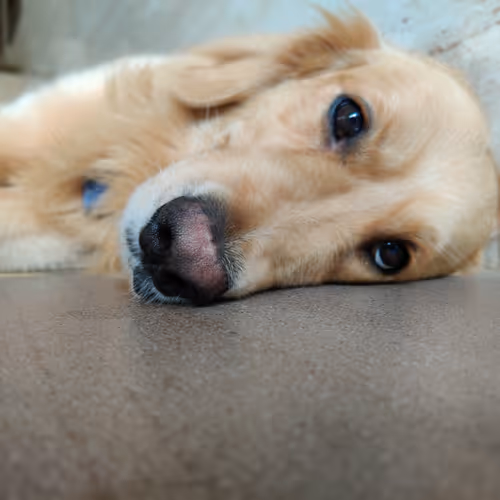 Doogiedoogie